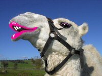 Shark Bay Camel Rides - credit website