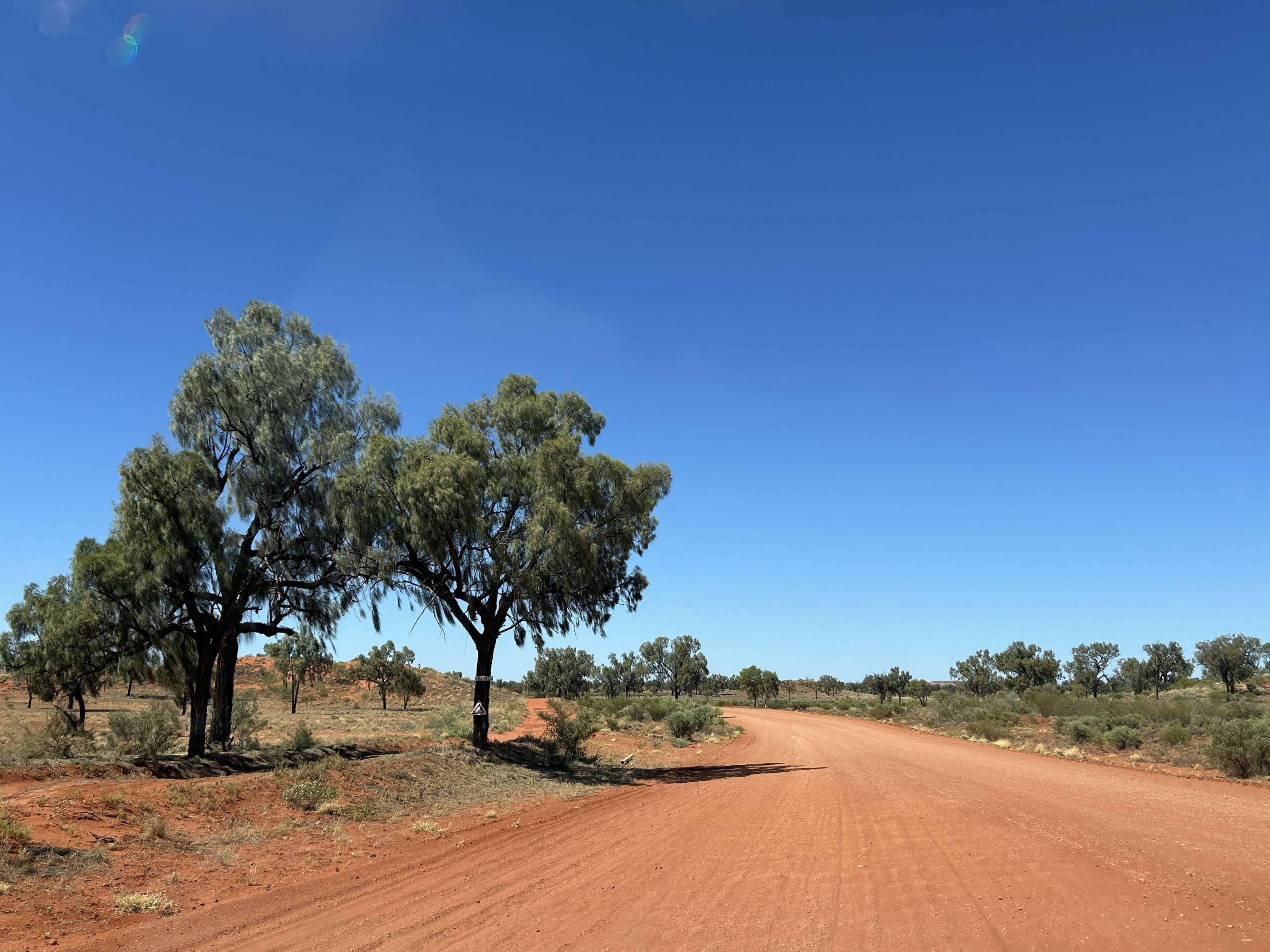 A rural dirt road stretches into the distance under a clear blue sky. On the left side of the road stand two large trees, while smaller bushes and trees are scattered in the background across a dry, sparsely vegetated landscape.