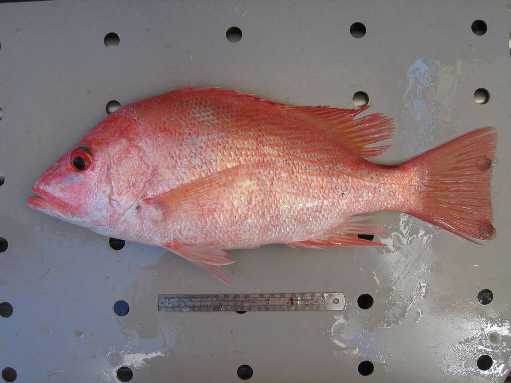 Close up of saddle tail snapper, a pink fish on a metal surface