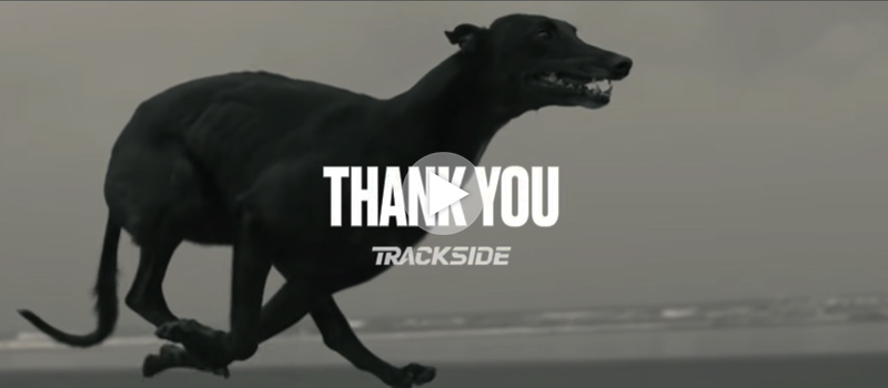 Greyhounds video link
