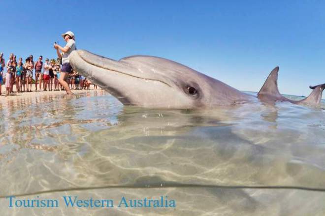 Monkey Mia Dolphin - Credit Tourism Wa
